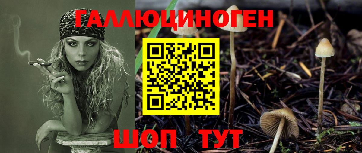 Галлюциногенные грибы Psilocybine cubensis Павловский Посад